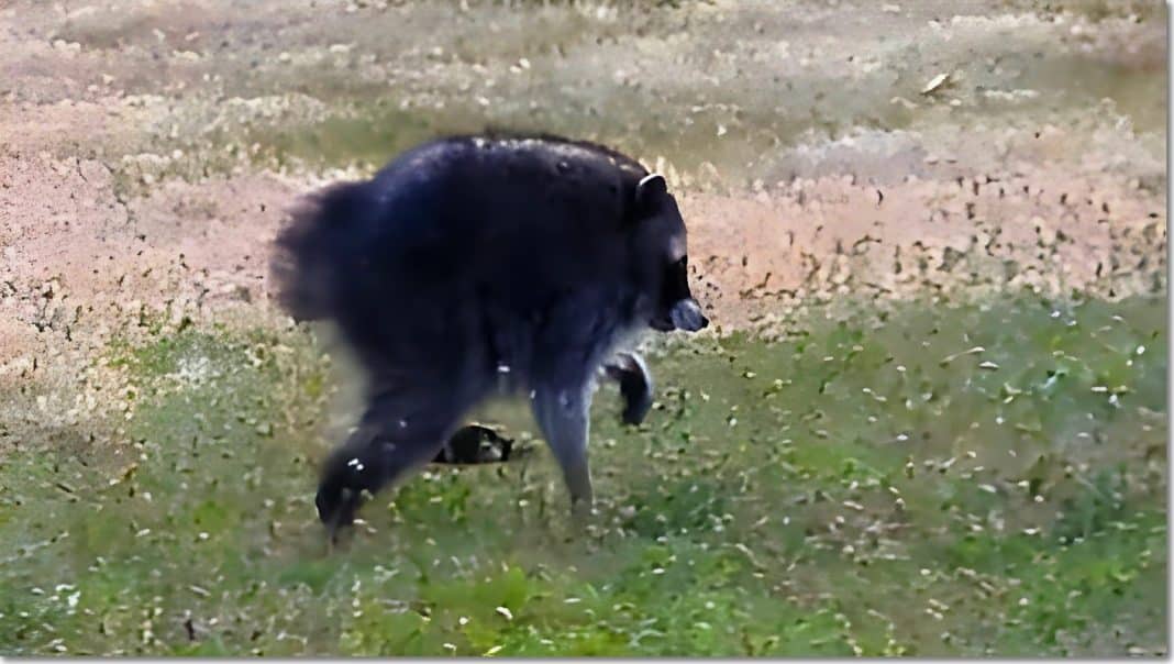 Jimothy, el mapache viral de Seattle